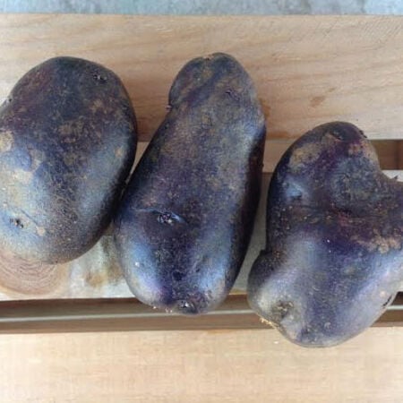 Adirondack Blue, Seed Potatoes - 2 Pounds image number null