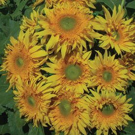 Starburst Greenburst DMR, (F1) Sunflower Seeds
