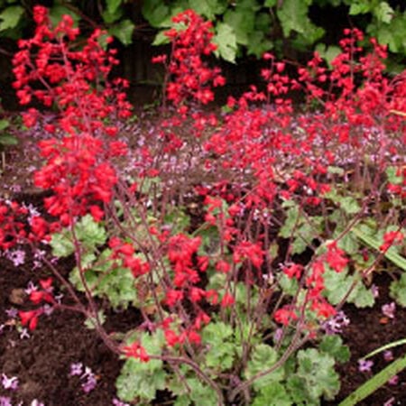 Ruby Bells, Heuchera Seeds - Packet image number null