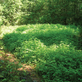 Deer Attractant Food Plot, Blends