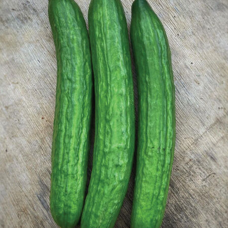 Carmen, (F1) Cucumber Seeds image number null