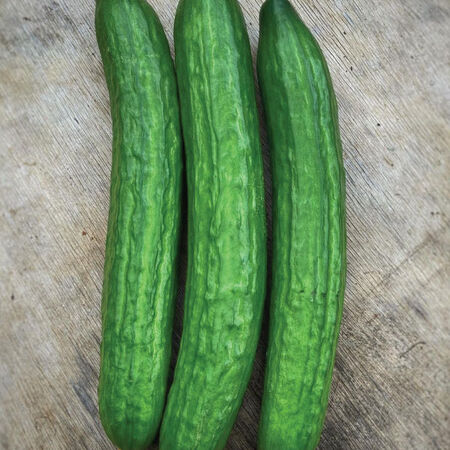 Carmen, (F1) Cucumber Seeds - Packet image number null