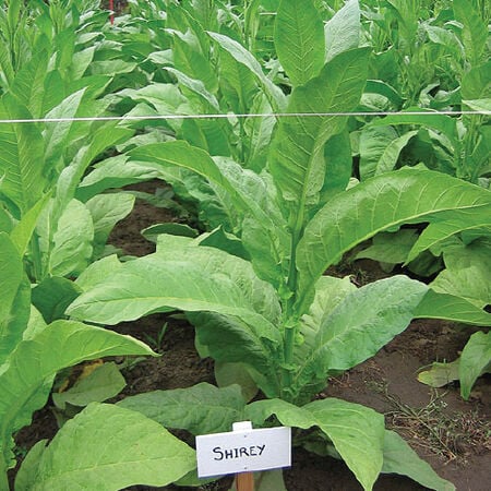 Shirey, Tobacco Seed - 1/4 Gram image number null
