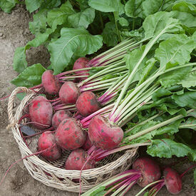 Lutz Green Leaf Pink Stem, Beet Seeds