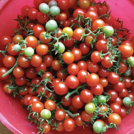 Matt's Wild Cherry, Tomato Seeds