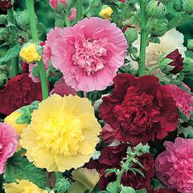 Carnival Mix, Hollyhock Seeds