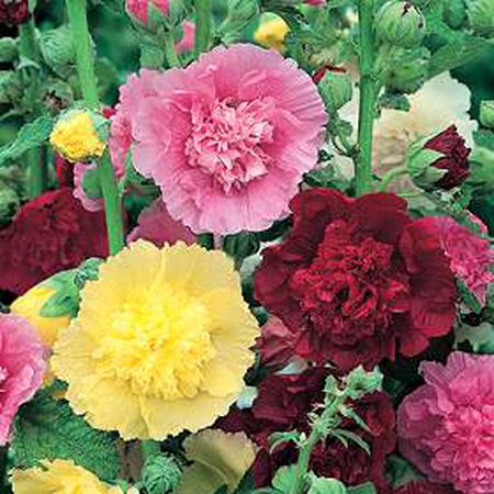 Carnival Mix, Hollyhock Seeds - Packet image number null