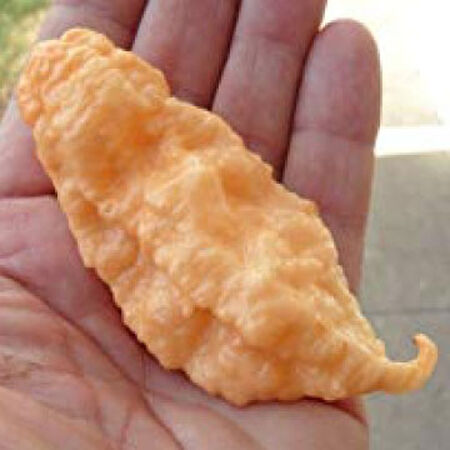 Jay's Ghost Scorpion, Pepper Seeds image number null