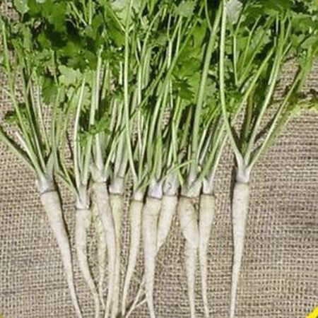 Hamburg Rooted, Parsley Seed - Packet image number null