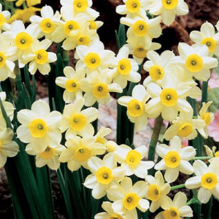 Minnow, Daffodil Bulbs image number null