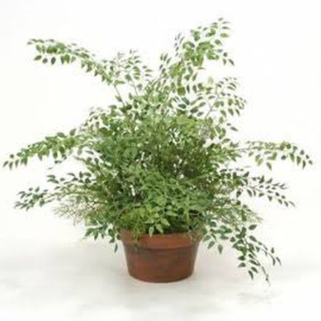 Bridal Creeper Asparagus Fern Seed Urban Farmer