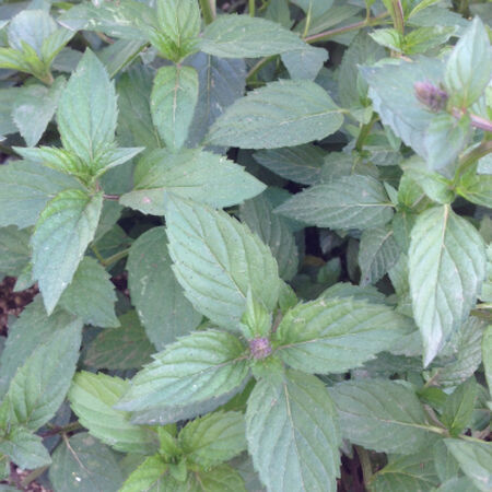 Peppermint, Mint Seeds - Packet image number null
