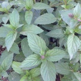 Peppermint, Mint Seeds