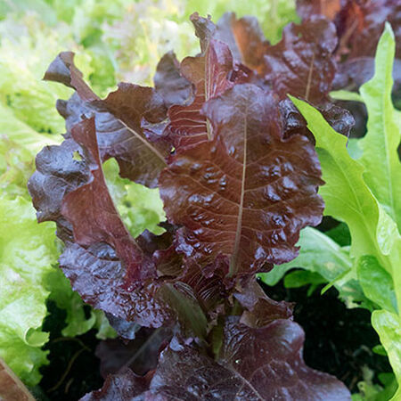 Sunset, Organic Lettuce Seeds - Packet image number null