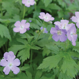 Wild, Geranium Seeds