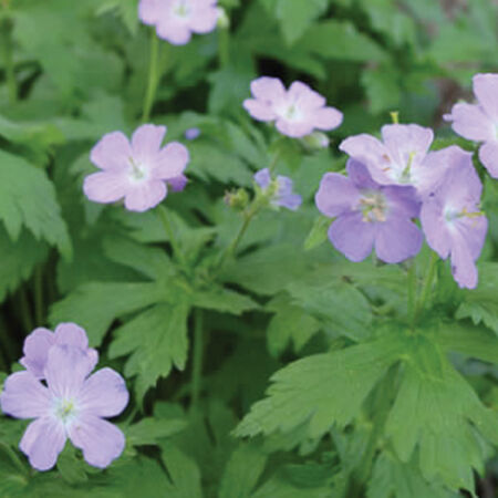 Wild, Geranium Seeds - Packet image number null