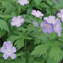 Wild, Geranium Seeds - Packet thumbnail number null