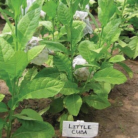 Little Cuba, Tobacco Seed