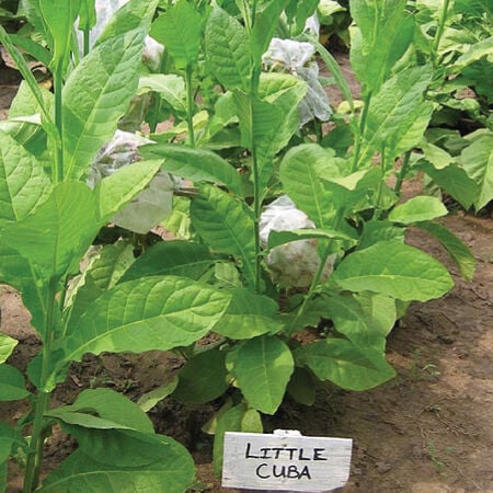 Little Cuba, Tobacco Seed - 1/4 Gram image number null