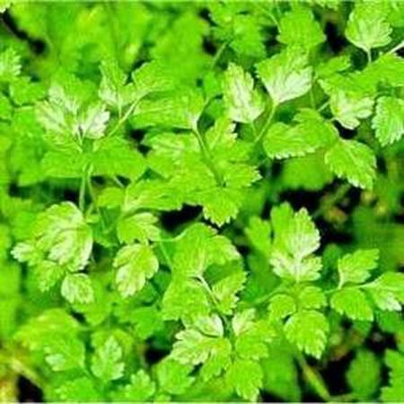 Plain Leaf, Chervil Seeds - Packet image number null