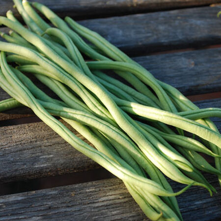 Fortex, Bean Seeds image number null