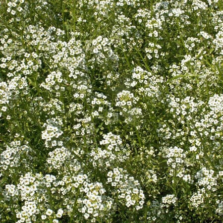 Tall White, Sweet Alyssum Seeds - Packet image number null