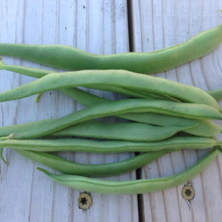 Greencrop, Bean Seeds - Packet (2 oz.) image number null