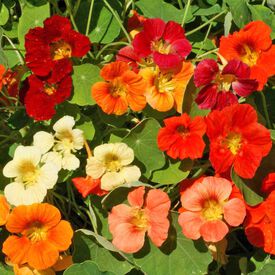 Tom Thumb Mix, Nasturtium Seeds