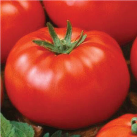 Ace 55, Tomato Seeds - Packet image number null