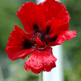 Great Red, Poppy Seeds