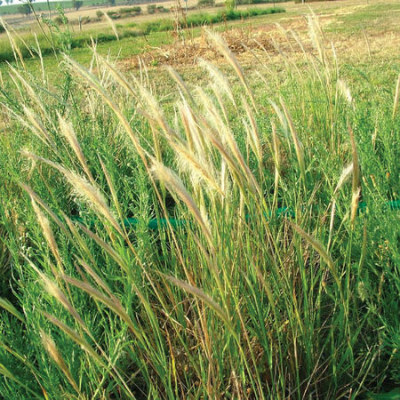 Longhair Plume Grass, Dichelachne - 10,000 Seeds image number null