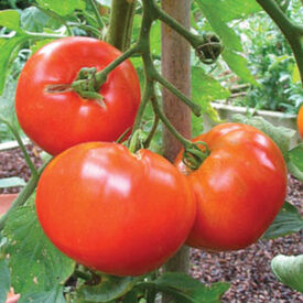 Bradley, Tomato Seeds