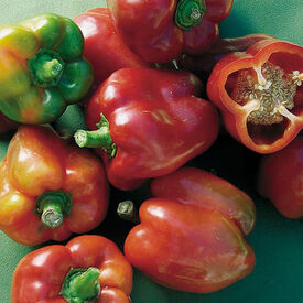 Bullnose, Pepper Seeds