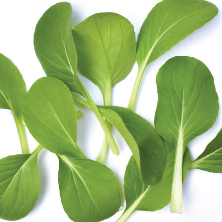 Mei Qing Choi, Pak Choi - 100,000 Seeds image number null
