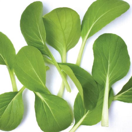 Mei Qing Choi, Pak Choi Seeds - Packet image number null