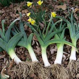 Large American Flag, Leek Seeds