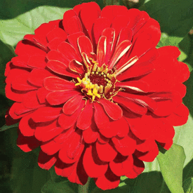 Cherry Queen, Zinnia Seeds
