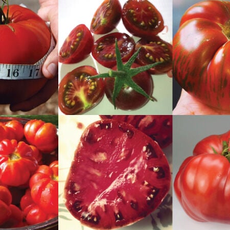 Heirloom Collection, Tomato Seeds - Collection image number null