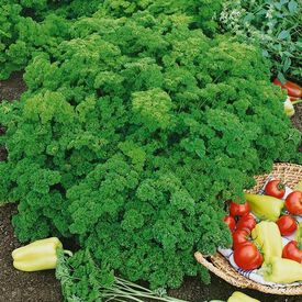 Evergreen, Organic Parsley Seed