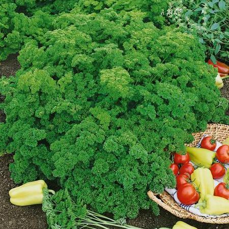 Evergreen, Organic Parsley Seed - Packet image number null