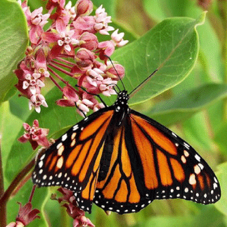 Monarch Butterfly Milkweed Seed Garden Kit, Pollinator Garden Kit 