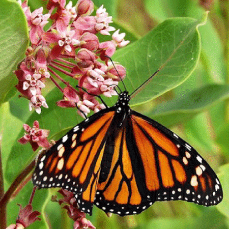 Monarch Butterfly Blend, Wildflower Seed - 1 Ounce image number null