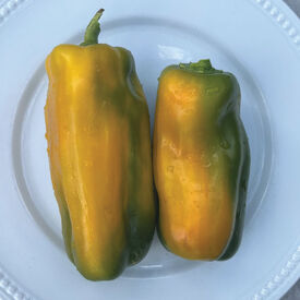 Yellow Monster, Pepper Seeds