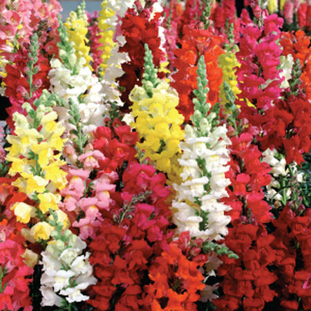 Liberty Mix, Snapdragon Seeds - Packet image number null