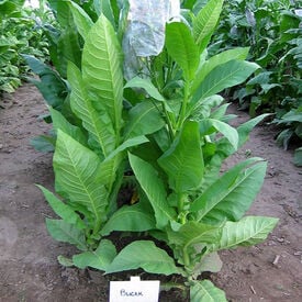 Bucak, Tobacco Seed