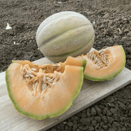 Tuscany, Melon Seeds - Packet image number null