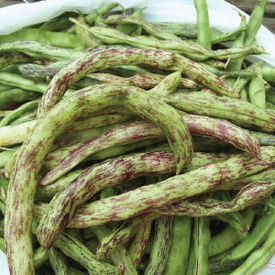 Rattlesnake, Bean Seeds