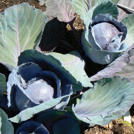 Blue Lagoon, (F1) Cabbage Seeds