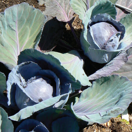 Blue Lagoon, Cabbage Seeds - Packet image number null