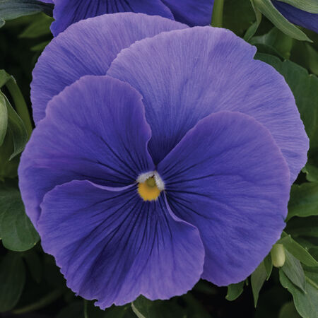 True Blue Spring Grandio, (F1) Pansy Seeds - Packet image number null